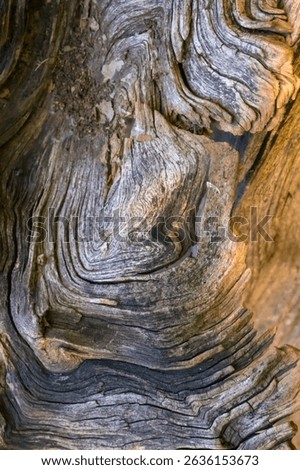 Background with the texture of a dry tree knot; callus on a tree trunk