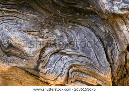Background with the texture of a dry tree knot; callus on a tree trunk