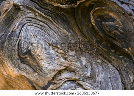 Background with the texture of a dry tree knot; callus on a tree trunk