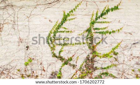 background texture- exterior wall covered with delicate green climbing plants