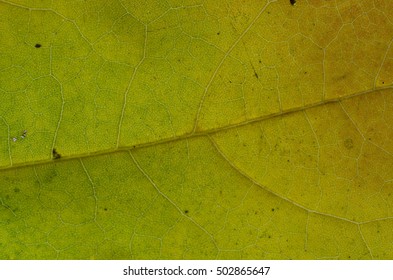 background texture of a fallen autumn leaf