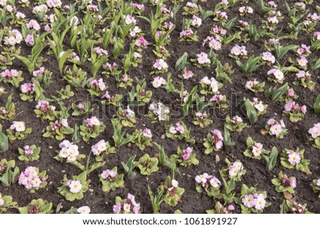 Background or Texture of a Flowerbed Planted with Primroses (Primula) and Tulips (Tulipa) in a Country Cottage Garden in Rural Cheshire, England, UK