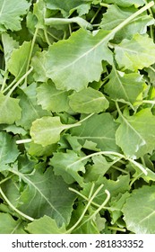 Background Texture Of Fresh Green Baby Kale Leaves That Have Been Washed And Drained Ready For Use In A Salad