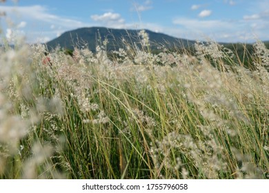 the background and texture of the grass fields