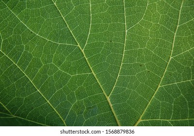 background texture green leaf structure macro photography - Shutterstock ID 1568879836