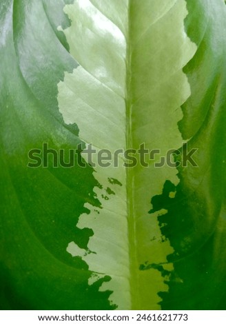 Image, Stock Photo soliloquy Plant Green