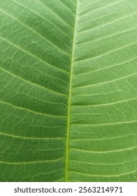 background texture green leaf stucture macro photography 