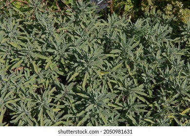 Background Or Texture Of The Lavander Leaved Sage Herb Plant (Salvia Lavandulifolia) Growing In A Herbaceous Border In A Herb Garden In Rural Devon, England, UK