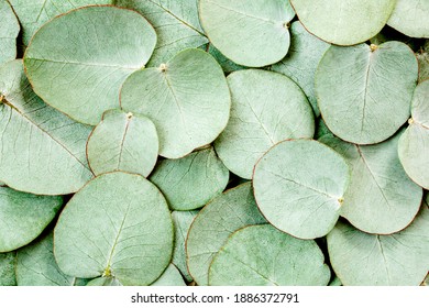 132,285 Eucalyptus leaf background Images, Stock Photos & Vectors ...