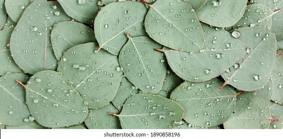 Background, Texture made of green eucalyptus leaves with raindrop, dew. Flat lay, top view