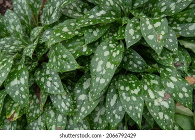 Background or Texture of the Mottled Green and White Autumn Leaves on a Lungwort Plant (Pulmonaria 'Shrimps on the Barbie') Growing in a Herbaceous Border in a Garden in Rural Devon, England, UK