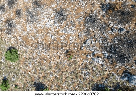 Background and texture of mountain layers, clay, cracks and small spruce trees in sedimentary rock on cliff face. Cliff of rock mountain. Drone, aerial view