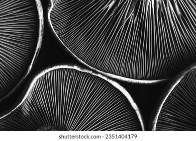 background texture of mushrooms purple lepista close-up top view black and white photo