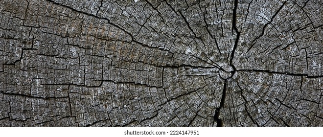 Background Texture Old Tree Rings Log Round