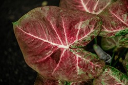 Background Texture On Leaves, Close Up Shot On The Beautiful Caladium Bicolor Colorful Leaf In The Garden.