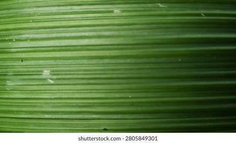 background texture of parallel leaf veins in green