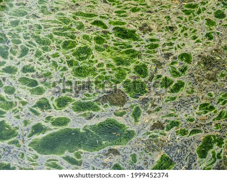 Background texture pattern of algea forming thick layer on water surface.