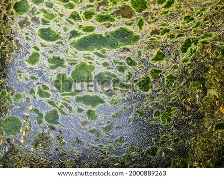 Background texture pattern of algea forming thick layer on water surface.