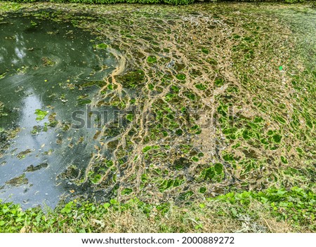 Background texture pattern of algea forming thick layer on water surface.