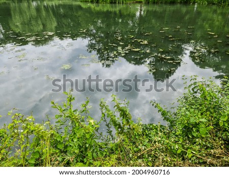 Background texture pattern of algea forming thick layer on water surface.