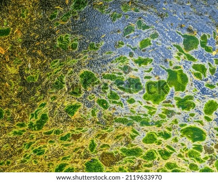Background texture pattern of algea forming thick layer on water surface.