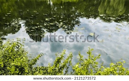 Background texture pattern of algea forming thick layer on water surface.