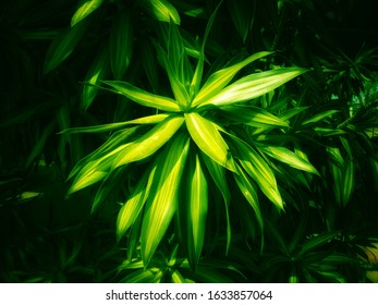 Background texture pattern beautiful colored leaves