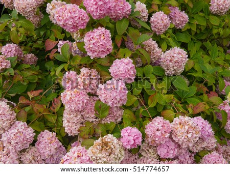 Background or Texture of Pink Flowering Hydrangea macrophylla in a Country Cottage garden in Devon, England, UK