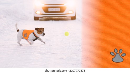 Background With Texture Of Reflective Safety Vest For Dogs. Dog Running After Ball Gets In Car Accident