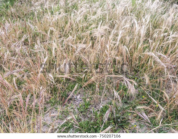 Background and texture of sand dune grass\
Vulpia fasciculata