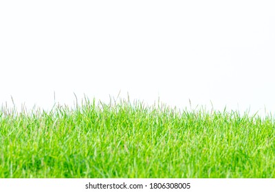 20,448 Japanese Lawn Grass Images, Stock Photos & Vectors | Shutterstock