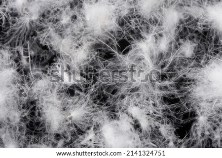 Background texture of soft fluffy delicate white down feathers