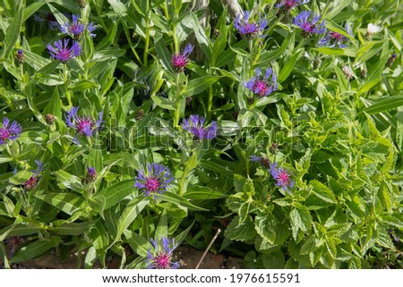 Background or Texture of Spring Flowering Blue Flower Heads of a Perennial Cornflower Plant (Centaurea montana) Growing in a Herbaceous Border in a Garden in Rural Devon, England, UK