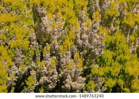 Background or Texture of Spring Flowering White Flowers of Tree Heath 'Alberts Gold' (Erica arborea var. alpina f.aureifolia) in a Rockery  with a Yew Hedge Background in Rural Devon, England, UK