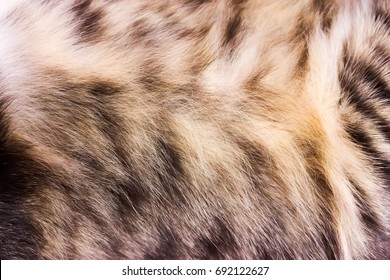 Background texture striped cat fur, wool close up