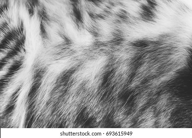 Background Texture Striped Cat Fur, Wool Close Up, Black And White Photo