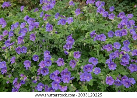 Background or Texture of Summer Flowering Violet Blue Flower Heads on a Cranesbill Plant (Geranium 'Brookside') Growing in a Herbaceous Border in a Country Cottage Garden in Rural Devon, England, UK