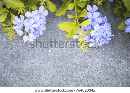 background texture surface cement floor with purple flowers