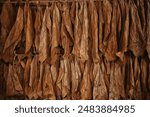 background texture tobacco leaves dry, yellow leaves for smoking, production of cigars, tobacco factory