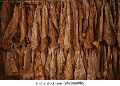 background texture tobacco leaves dry, yellow leaves for smoking, production of cigars, tobacco factory