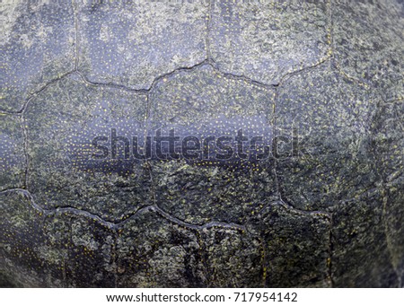 Background texture of tortoise shell. Turtle shell