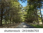 Background texture of a tranquil Road Covered by the Shade of a Majestic Pine Tree in Victoria Park, Ballarat. VIC Australia