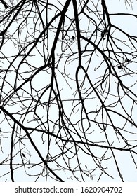Background texture: tree branches against the sky. A large old tree with branches without leaves.