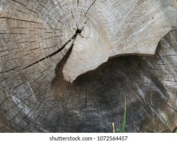 308 Cut across the trunk Images, Stock Photos & Vectors | Shutterstock