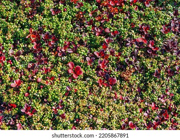 The Background And Texture Tundra With Cranberries And Reindeer Moss