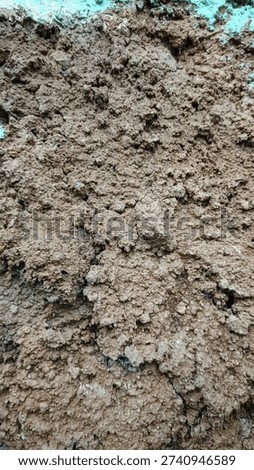 The background texture of the wall is rough brown with a hint of blue-green on top.