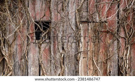 Background texture of a weathered old red barn wall covered with vines