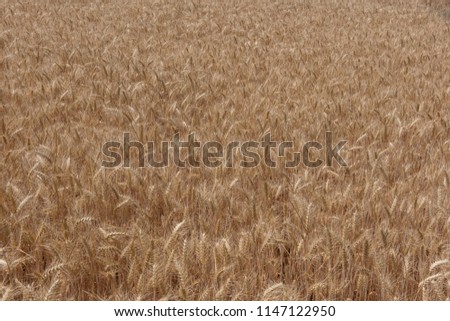 Background or Texture of Wheat in a Field in Rural Devon, England, UK