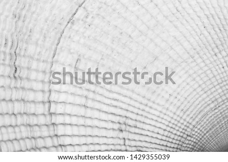 background texture of white seashell, black and white macro photo