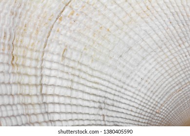 Background Texture Of White Seashell, Macro Photo